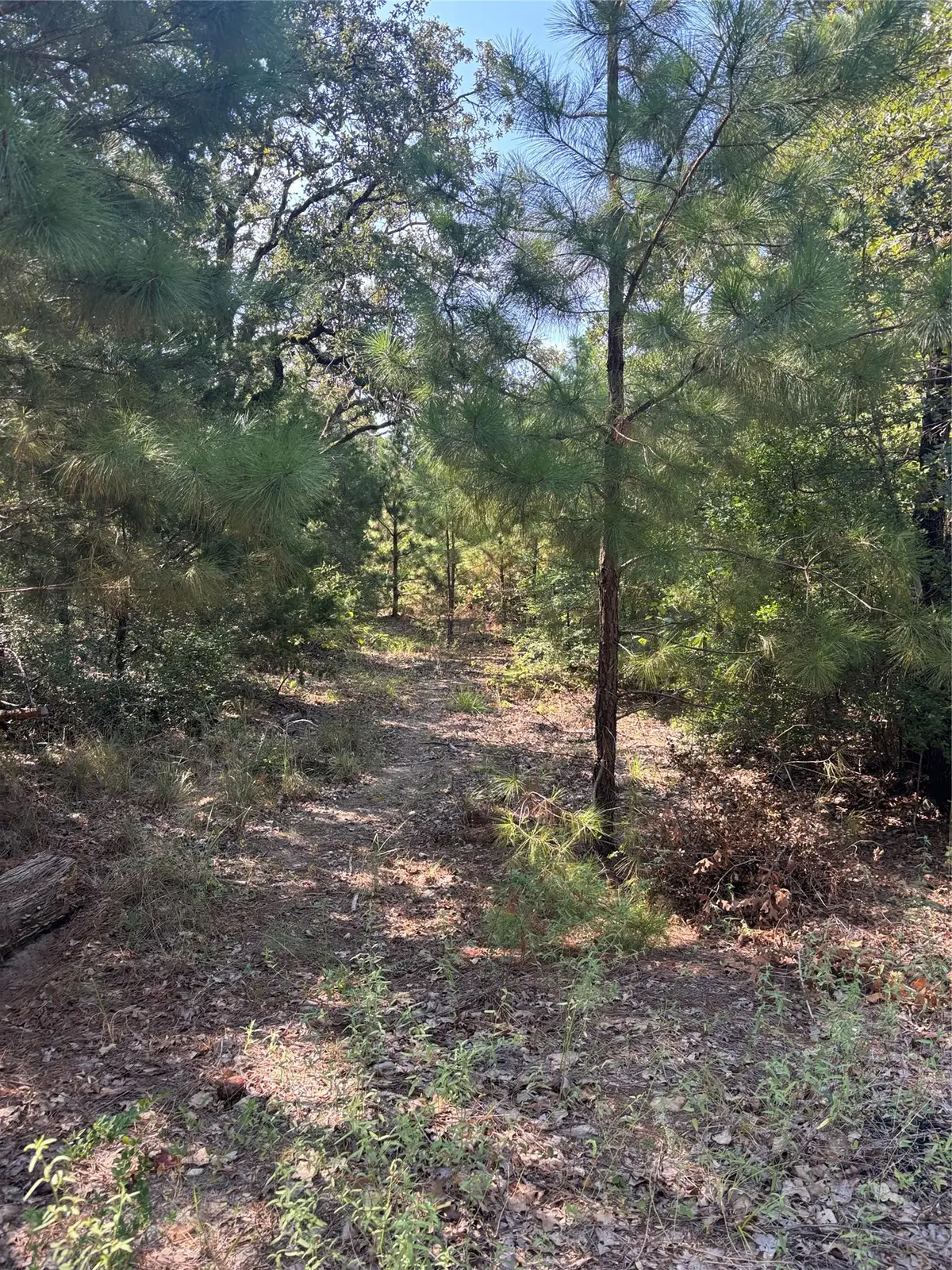 667 Paint Creek South Rd, Paige, TX 78659 - #1