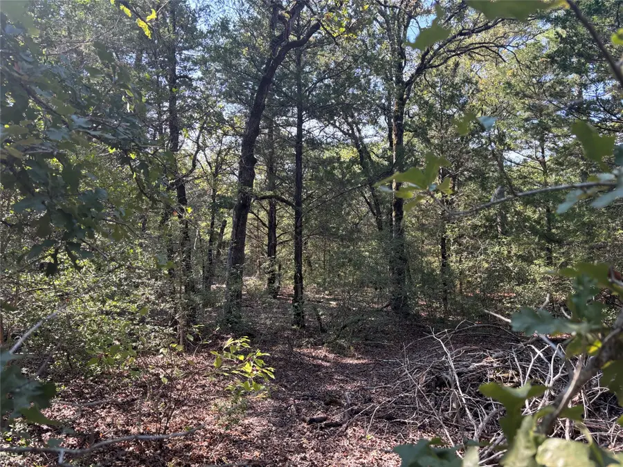 667 Paint Creek South Rd, Paige, TX 78659 - #3