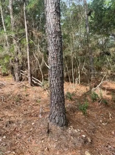 Lot 345 Wainee Dr, Bastrop, TX 78602 - #1