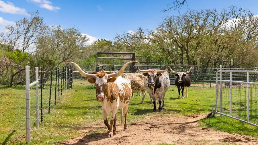 8101 Fm 3237, Driftwood, TX 78619 - #2