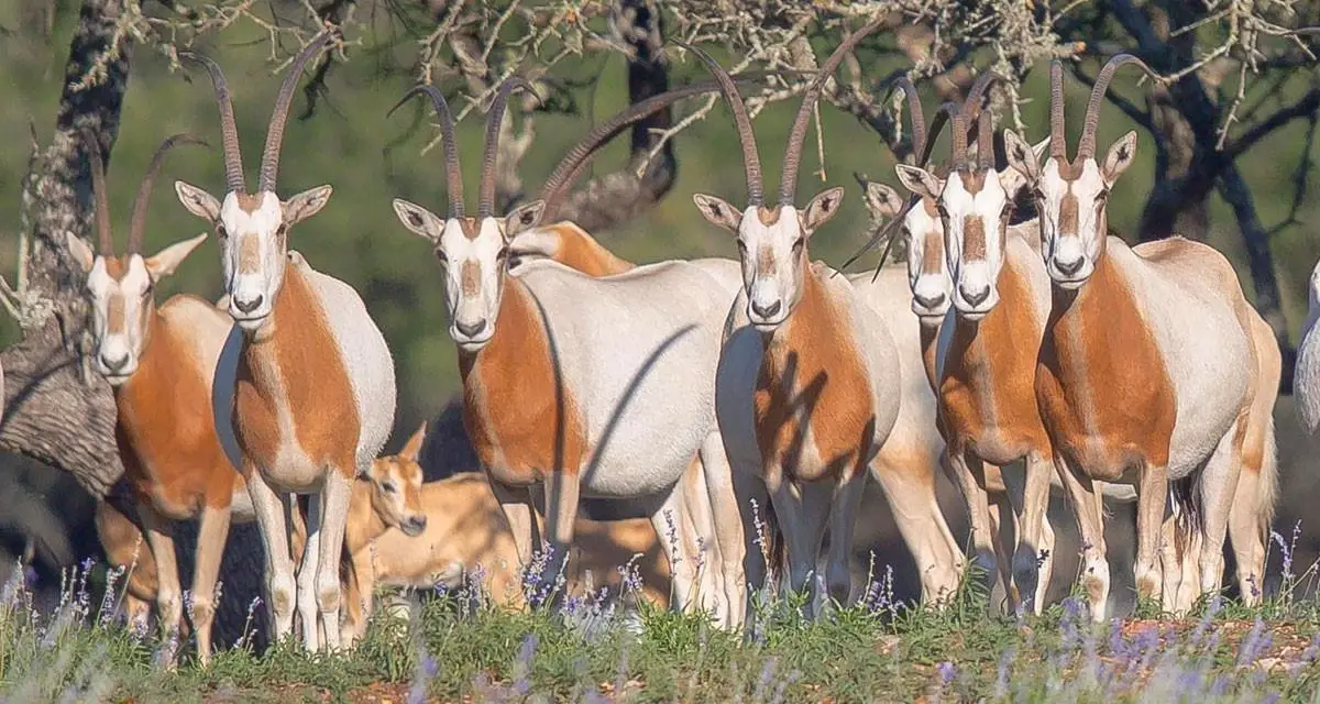 205 S Flat Rock Way, Johnson City, TX 78636 - Image #1