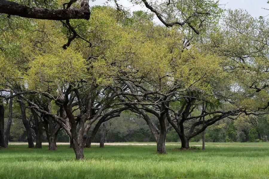 426 Mill Run, New Braunfels, TX 78132 - #2