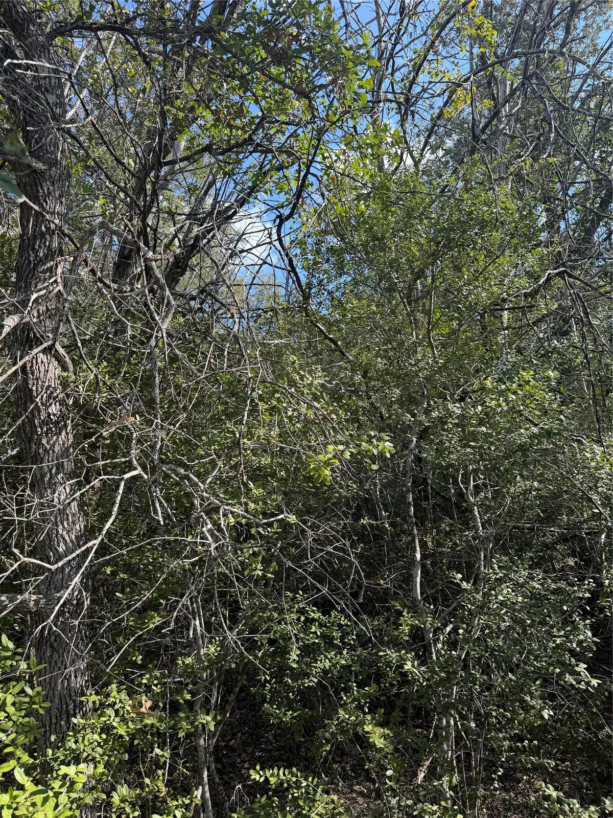 251 Iva Ln, Bastrop, TX 78602 - #1