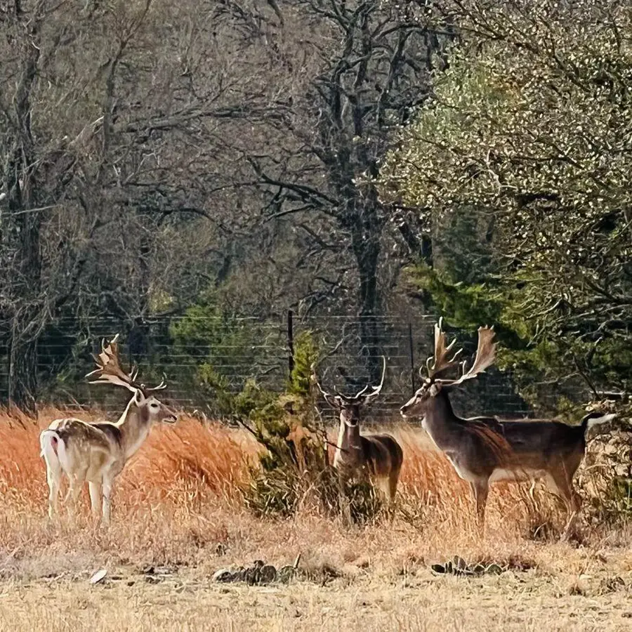 2265 County Road 106, Purmela, TX 76566 - Image #3