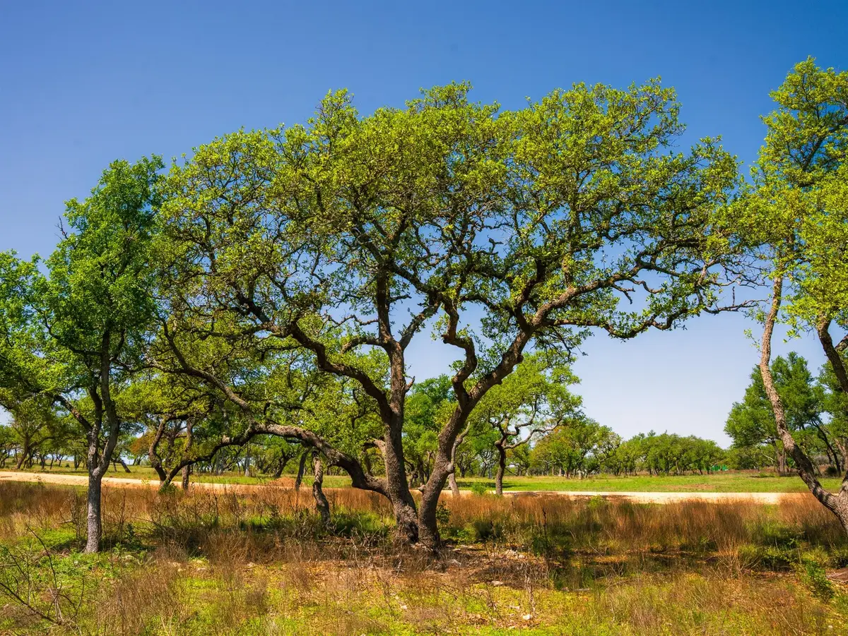 000 Serenity Springs Rnch, Johnson City, TX 78636 - Image #1