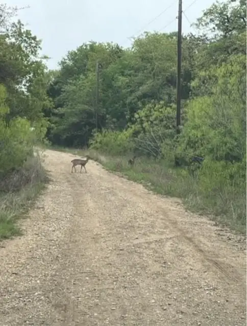 Lot 755 Bali Hai Ln, Bastrop, TX 78602 - #3