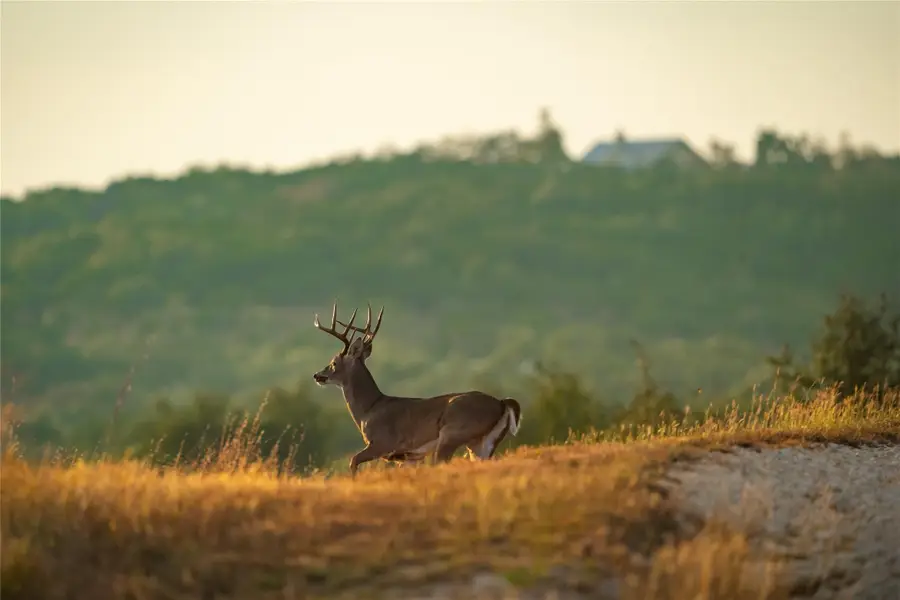 518 Curly H Ranch Rd, Dripping Springs, TX 78620 - Image #3