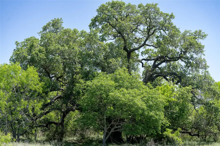 TBD County Rd 171 Rd, Nixon, TX 78140 - Image #3