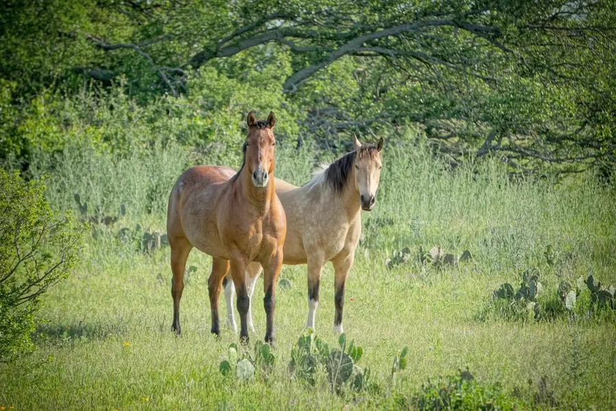 Lot 180 Swamp Creek Cove, Burnet, TX 78611 - #3