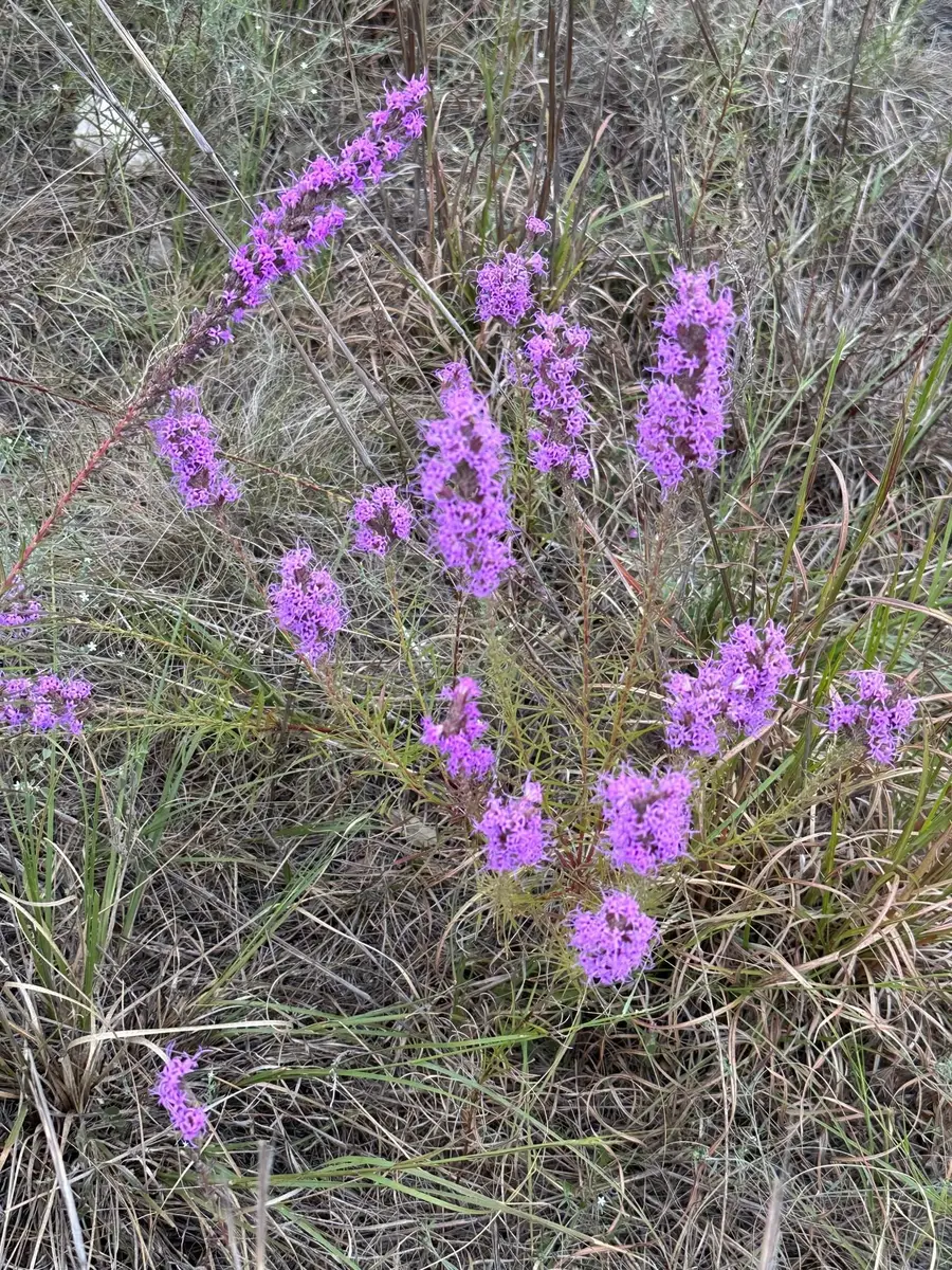 284 Cedar Mountain Dr, Spicewood, TX 78654 - #3