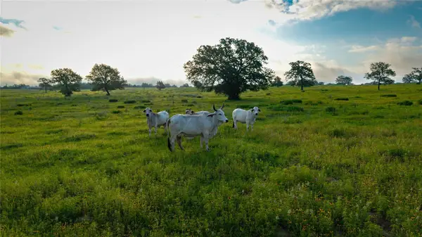 000 Hofferek Rd, Rosanky, TX 78953