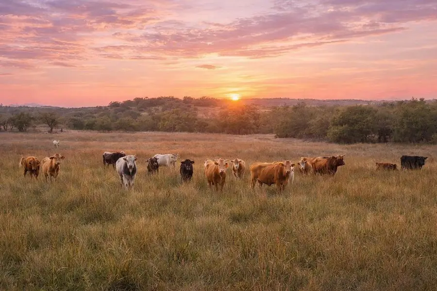 0 Limestone Holw, Wimberley, TX 78676 - #3