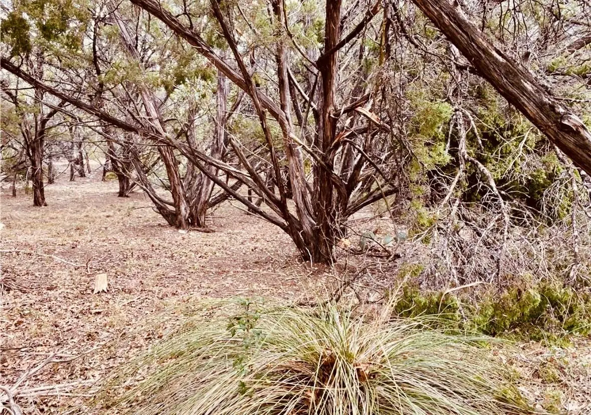 8300 Chestnut Cv, Leander, TX 78645 - #1