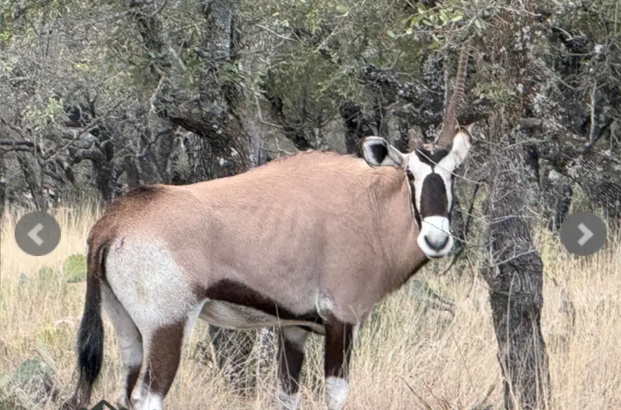 14410 E Us Highway 190, Fort McKavett, TX 76841 - Image #2