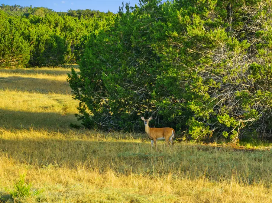 0 Hays Country Acres Rd, Dripping Springs, TX 78620 - #2