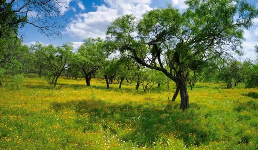 509 Sandy Lane Rd, Mason, TX 76856 - #2