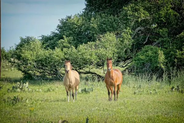 Lot 200 Swamp Creek Cove, Burnet, TX 78611