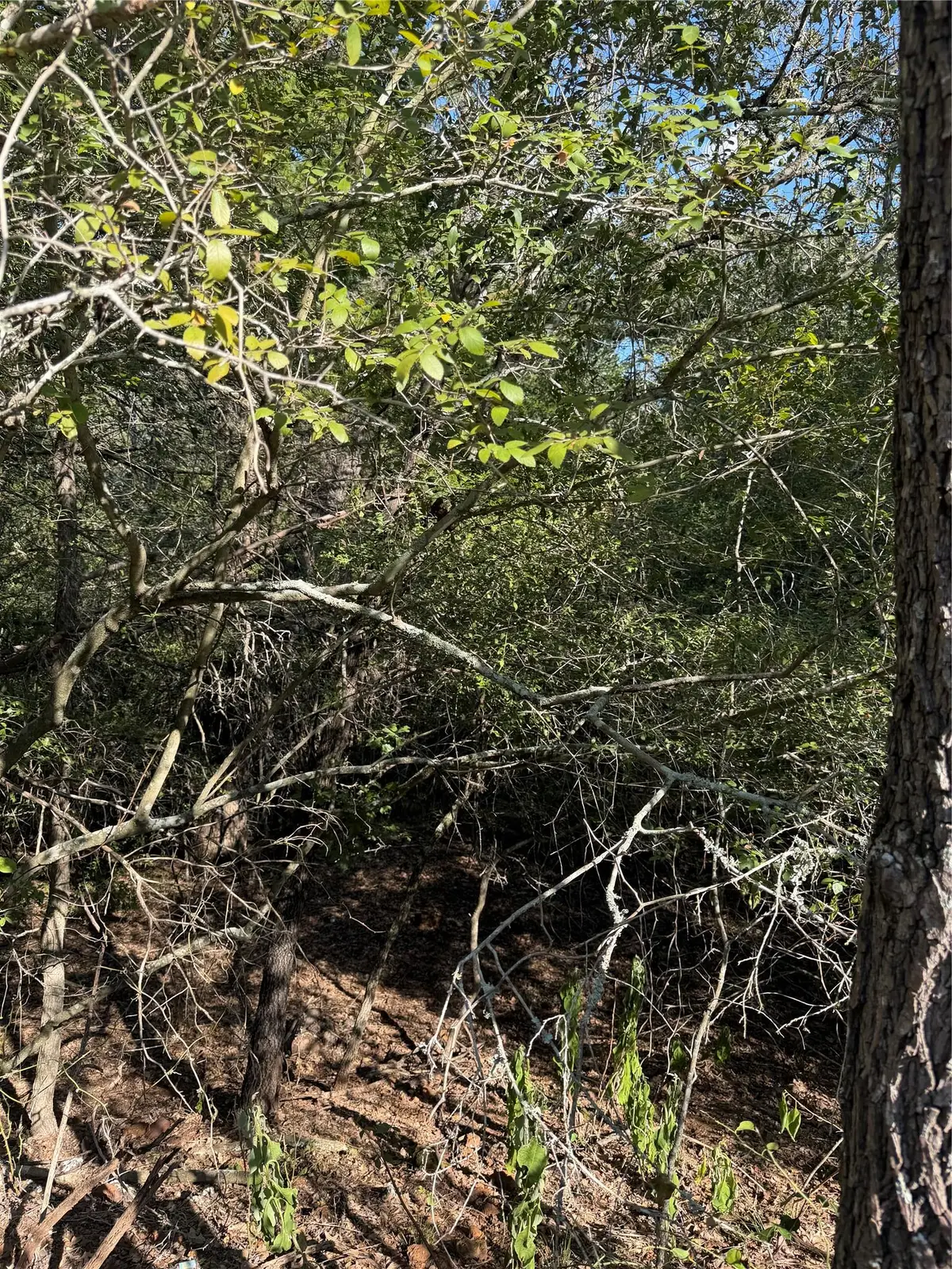 Lot 189 Kaelupulu Dr, Bastrop, TX 78602 - #1