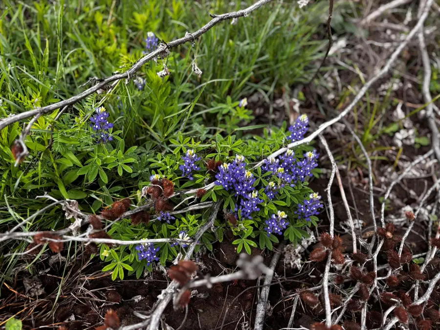 683 County Road 467, Thrall, TX 76578 - #3