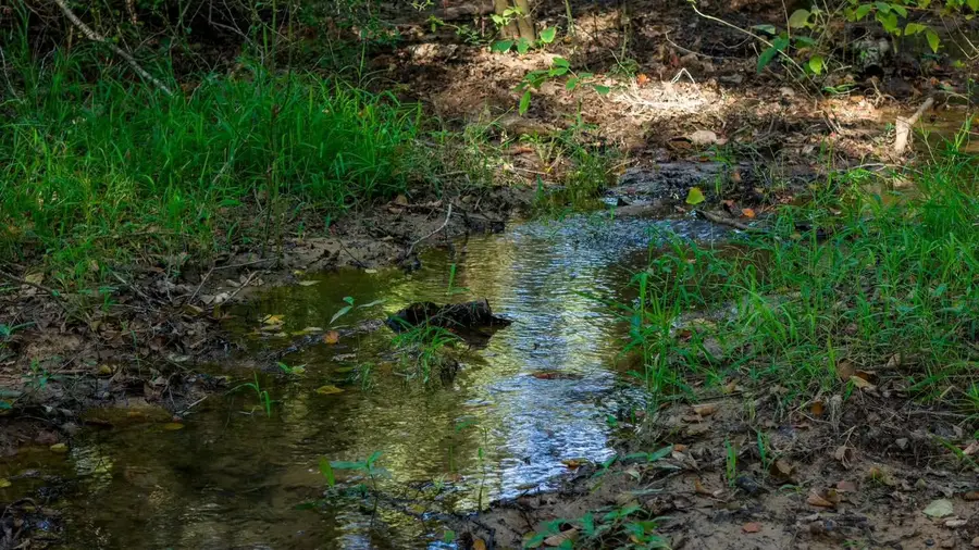 1577 County Road 431, Tennessee Colony, TX 75861 - Image #3