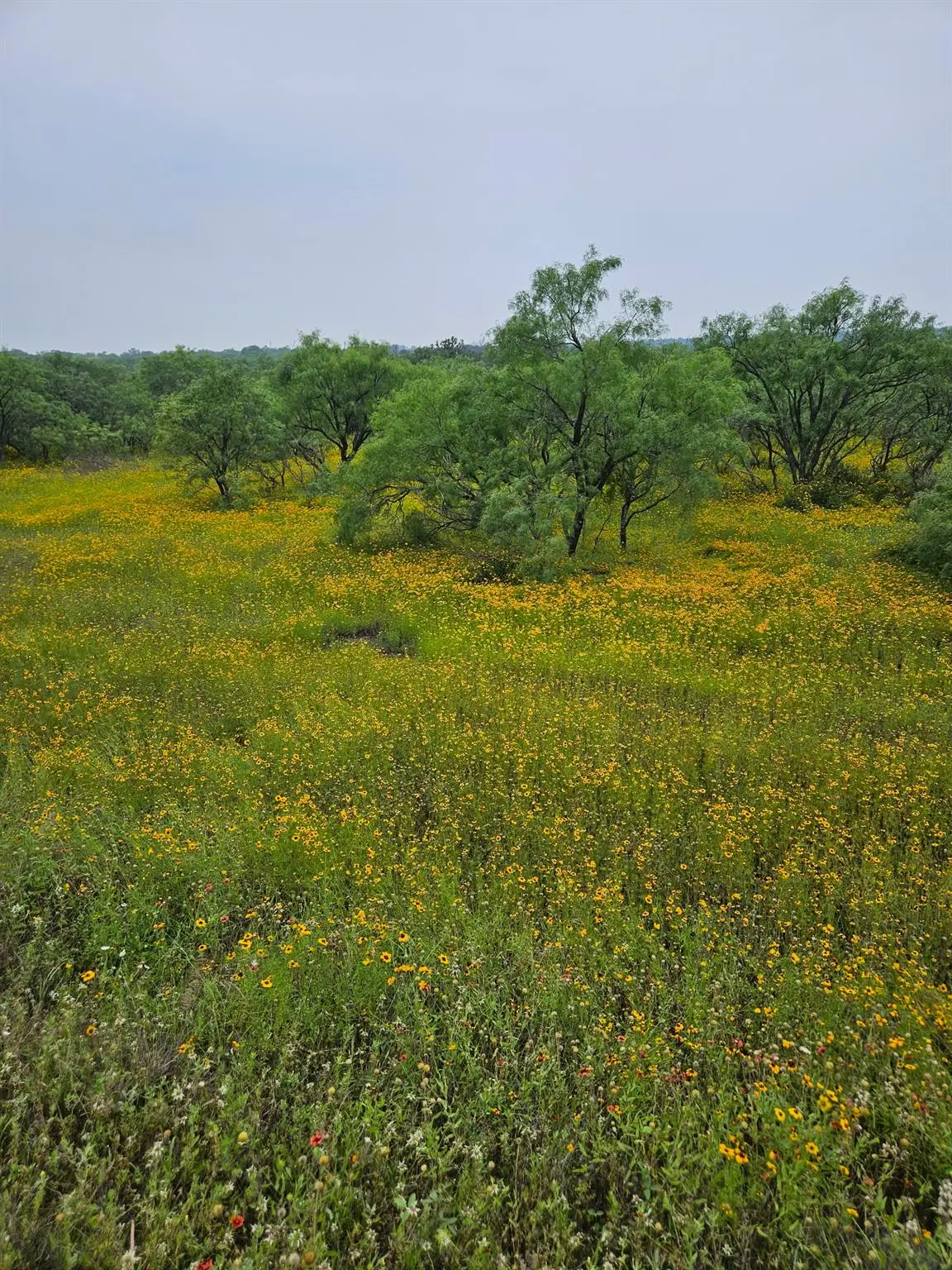 6990 County Road 246, Richland Springs, TX 76871 - #1