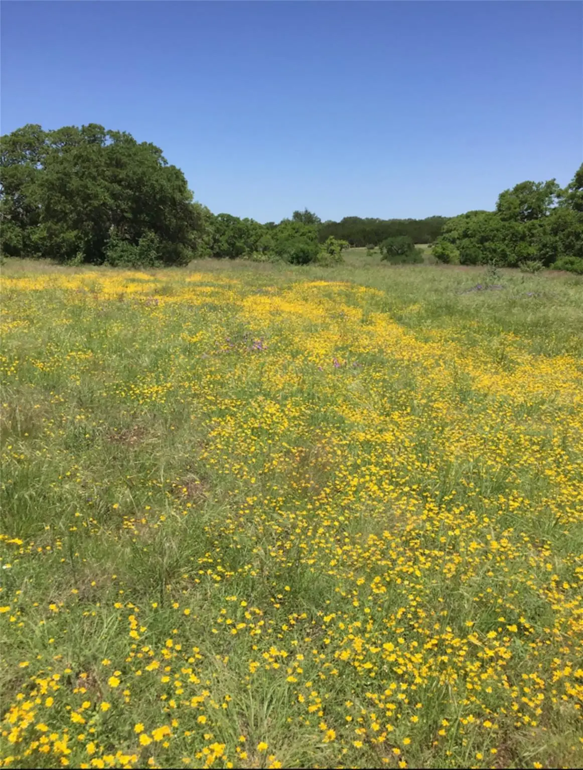 184 Moondance Trl, Wimberley, TX 78676 - #1