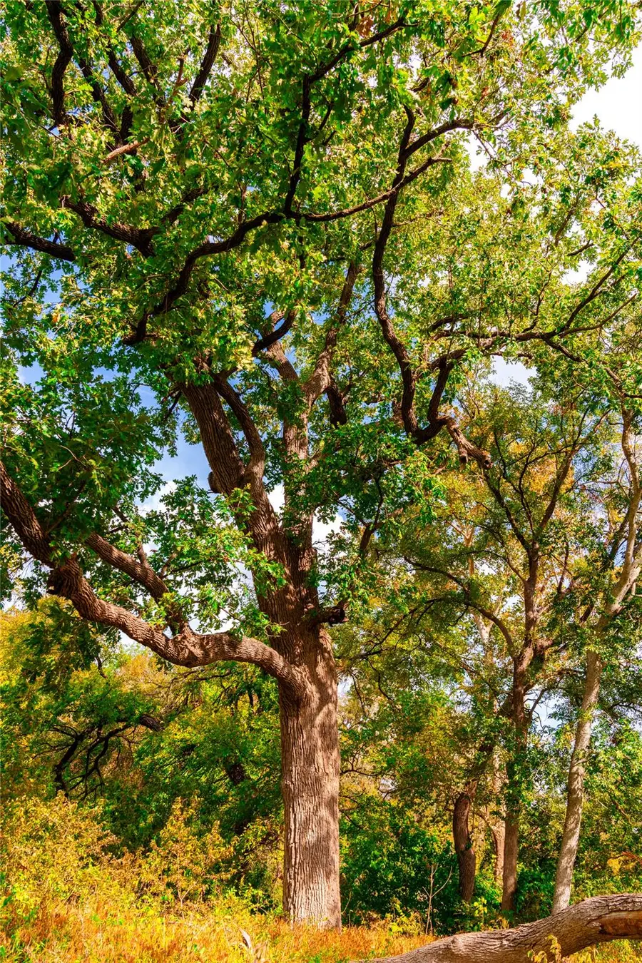 159 Brushy Creek Trl, Hutto, TX 78634 - Image #3