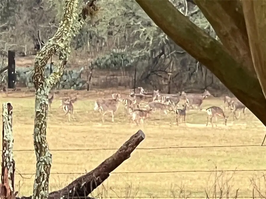 1384 County Road 326, Adkins, TX 78101 - #2