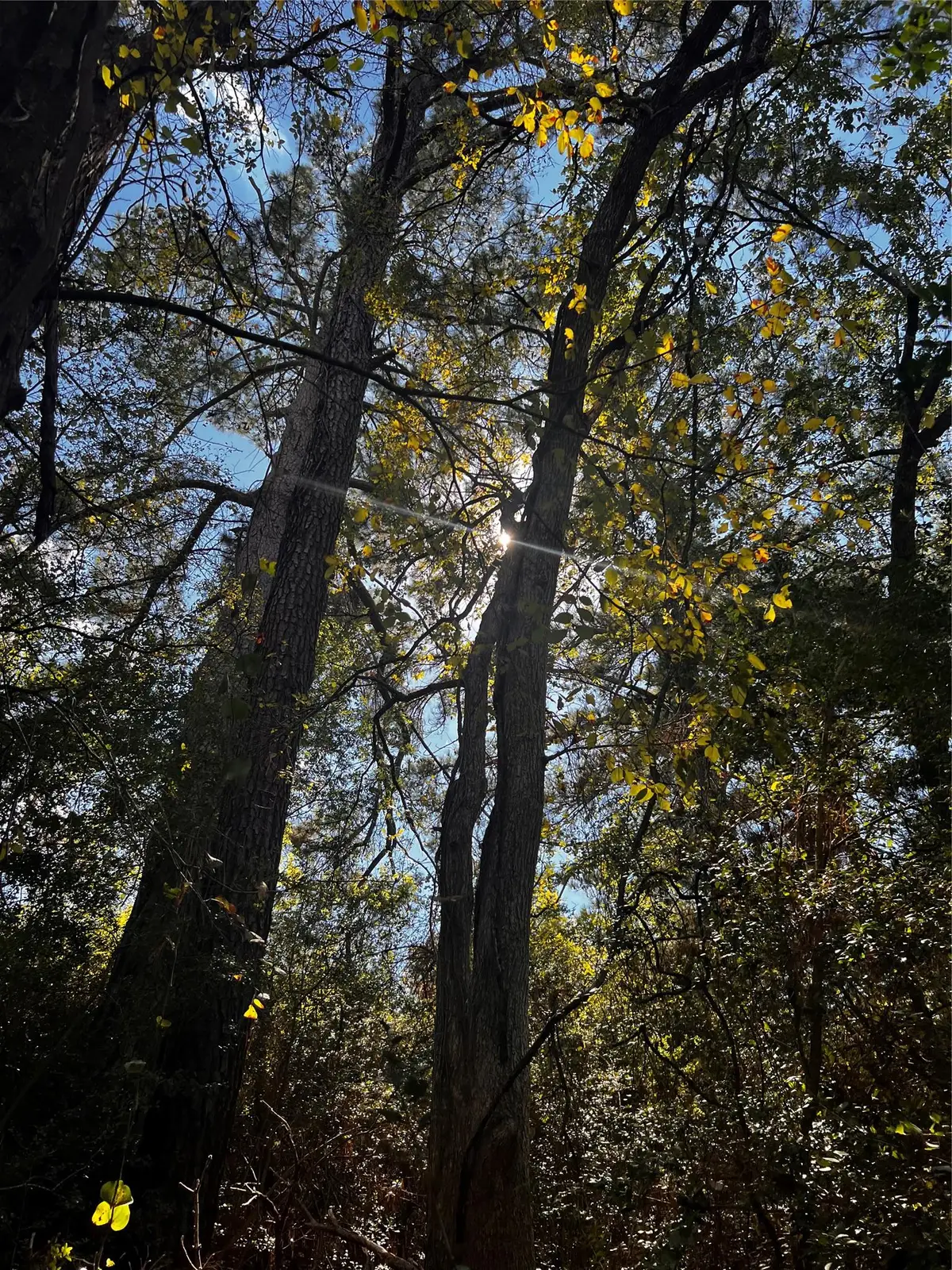 411 Laura Ln, Bastrop, TX 78602 - Image #1