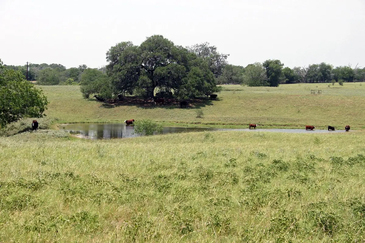 319 R C Ln, Lockhart, TX 78644 - #1