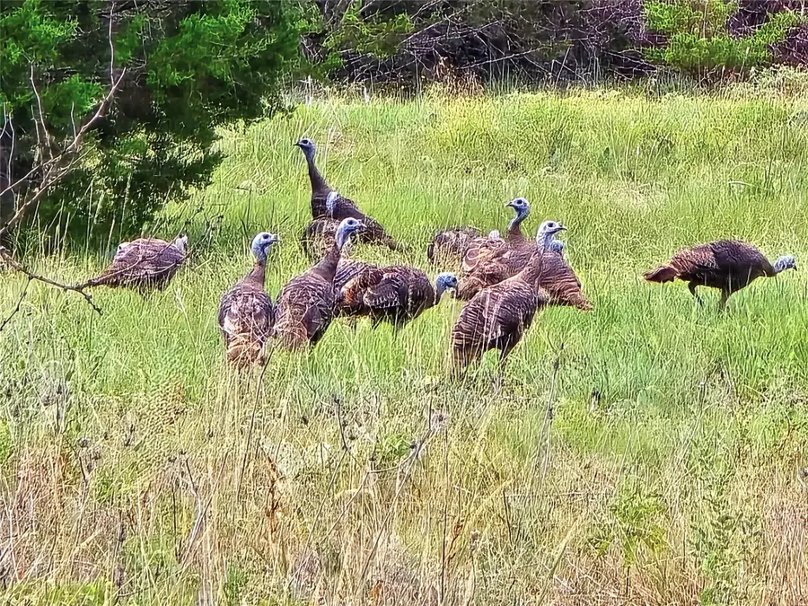 740 Cr 206, Lampasas, TX 76550 - #3