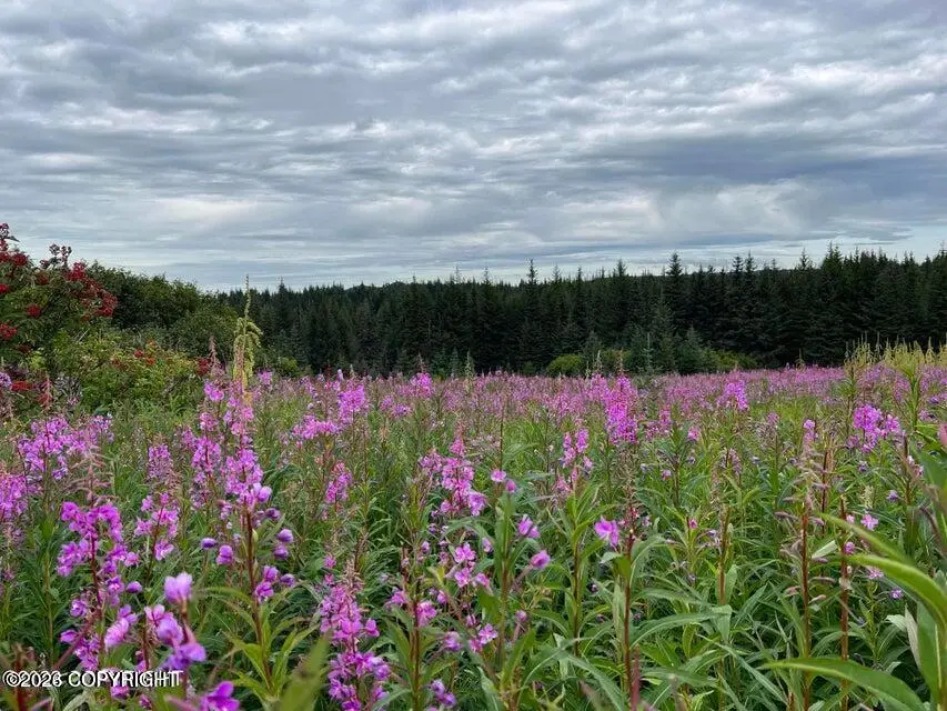 61188 Master Avenue, Homer, AK 99603 - #2