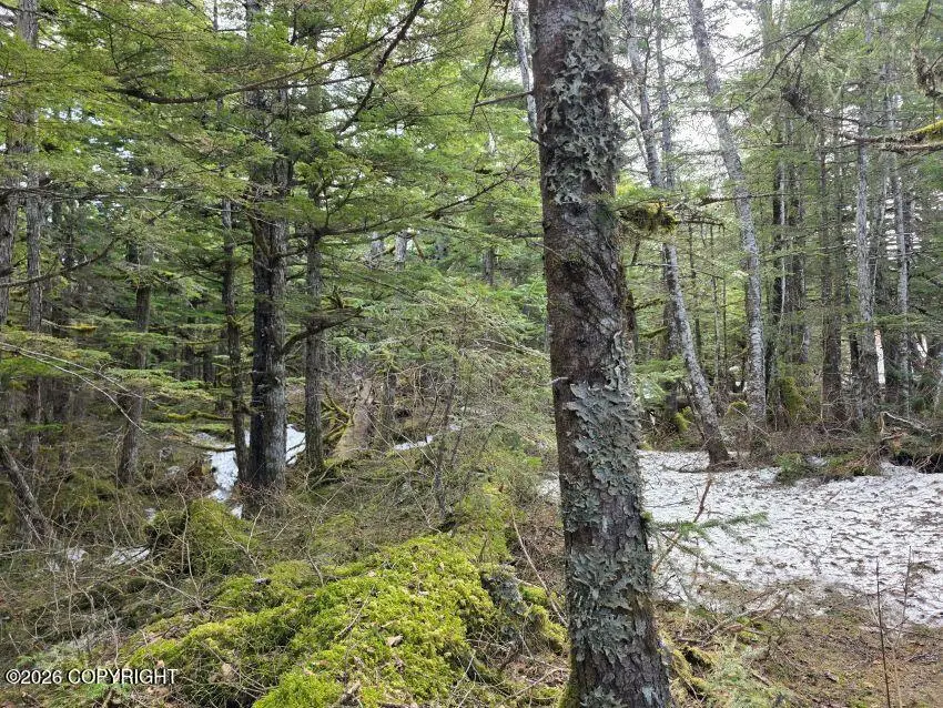 L5, Sec 19 Mud Bay Rd, Haines, AK 99827 - #3