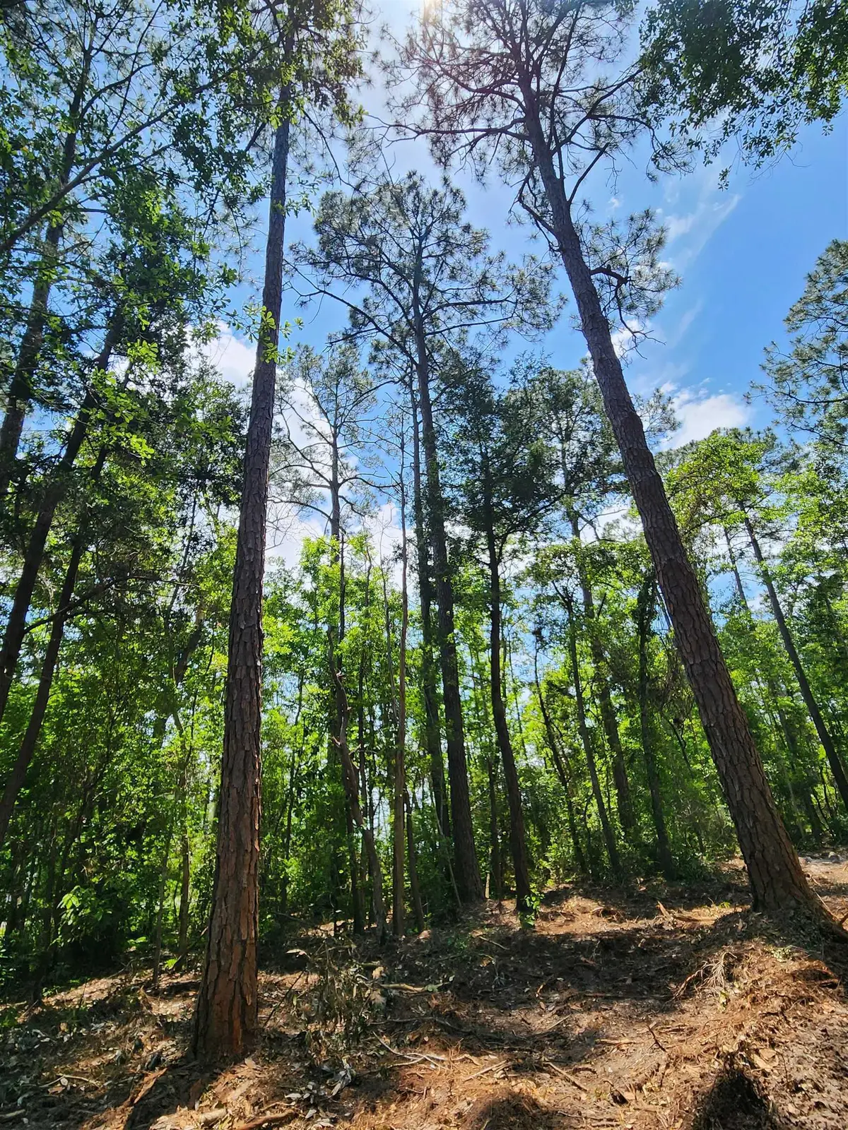 0 7th Street, Lillian, AL 36549 - #1