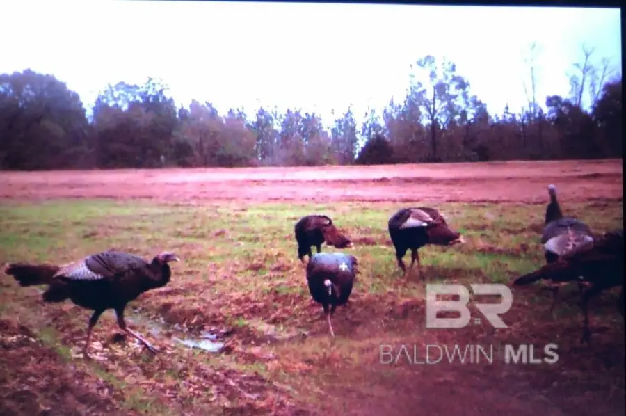 0 Highway 41, Brewton, AL 36426 - #3