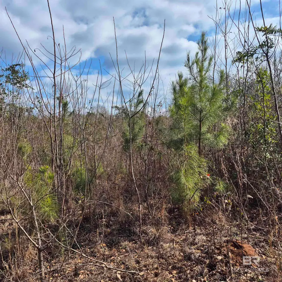 10869 Highway 31, Evergreen, AL 36401 - #3