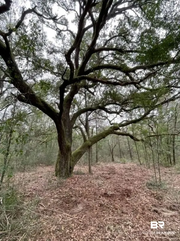 9847 S County Road 99, Lillian, AL 36549