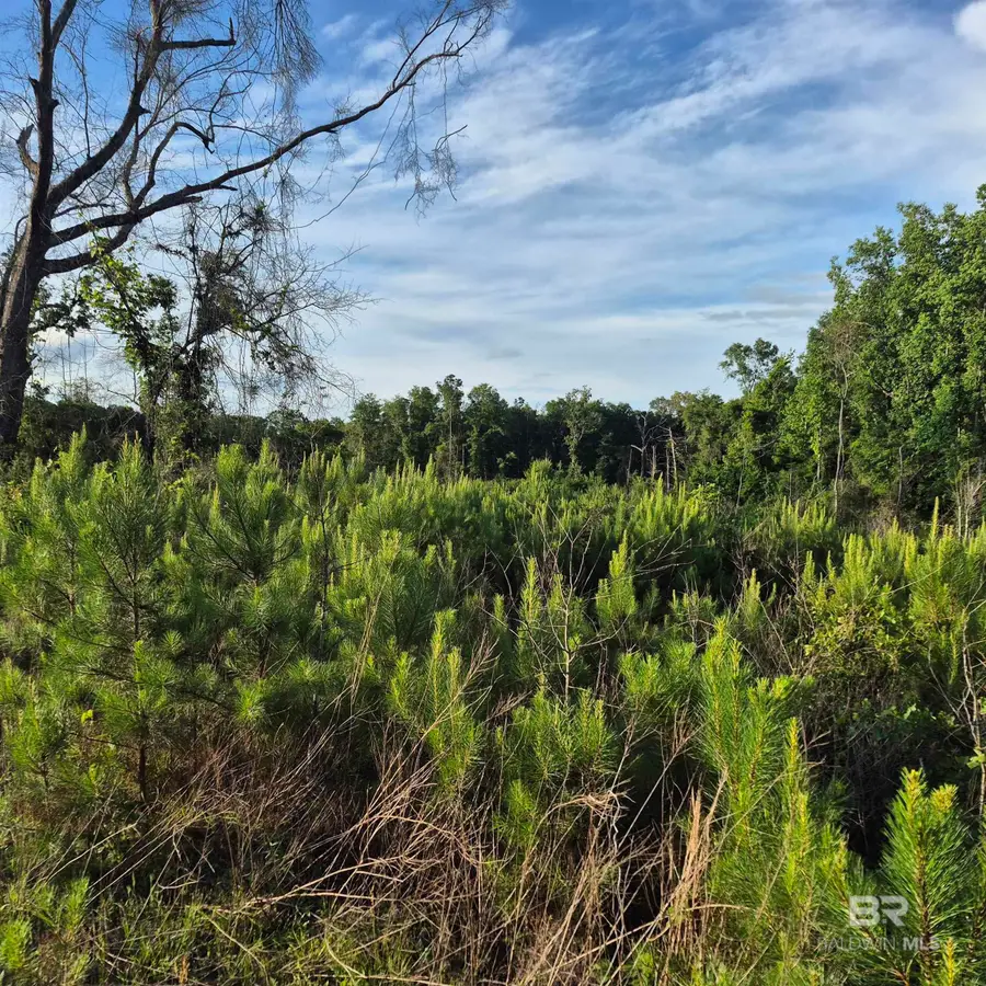 000 Brooklyn Road, Evergreen, AL 36401 - #2