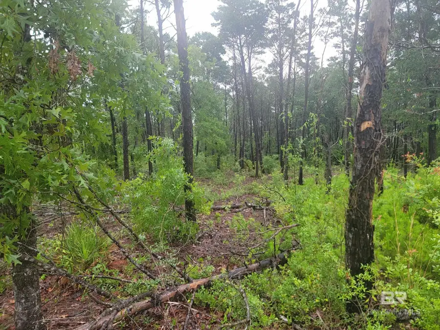 0 Primrose Lane, Gulf Shores, AL 36542 - #2