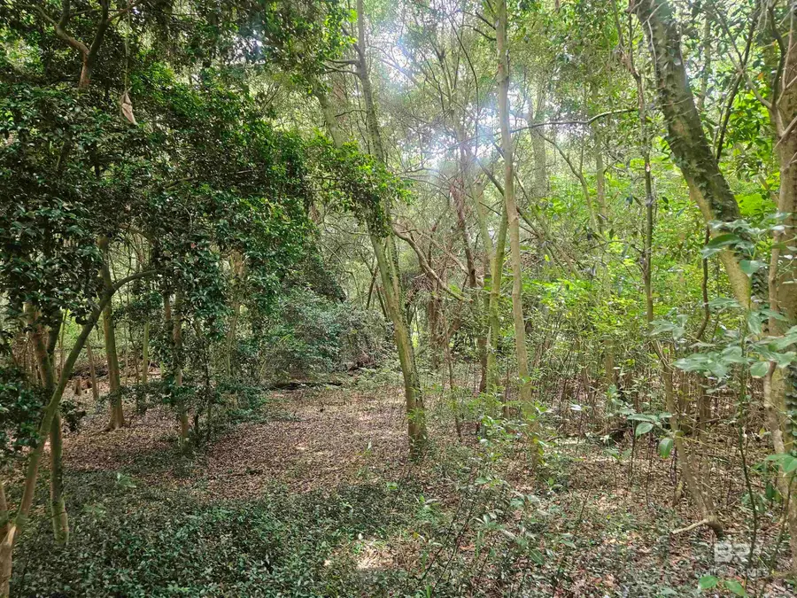 401 Gulley Lane, Fairhope, AL 36532 - #3