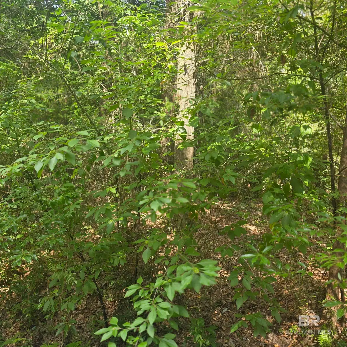 1.62 Acres Sweet Magnolia Lane, Magnolia Springs, AL 36555 - #1