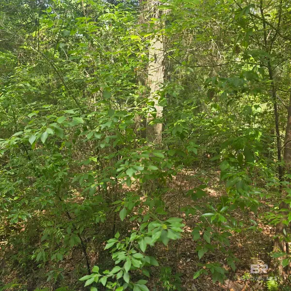 1.62 Acres Sweet Magnolia Lane, Magnolia Springs, AL 36555