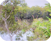 0 Juniper Road, Seminole, AL 36574