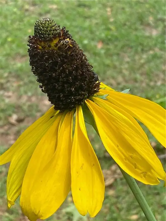 0 Burgett Lane, Robertsdale, AL 36567