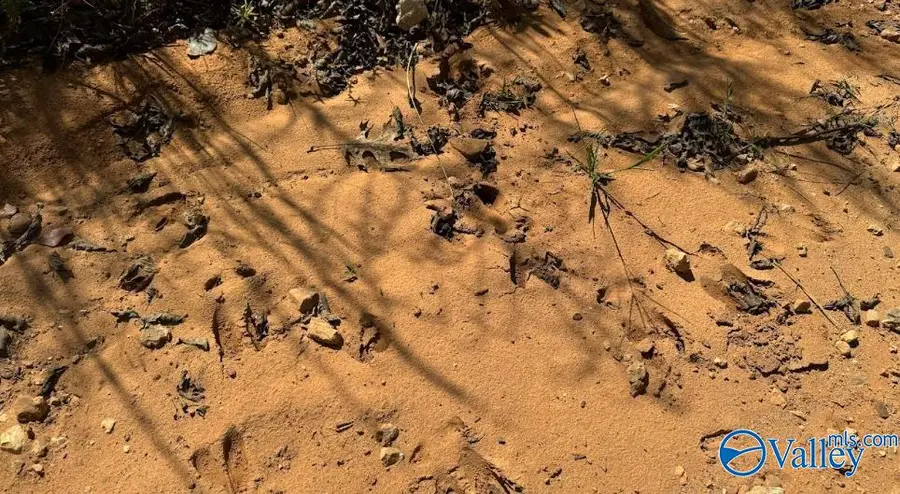 lot 2 County Road 223, Collinsville, AL 35961 - #3