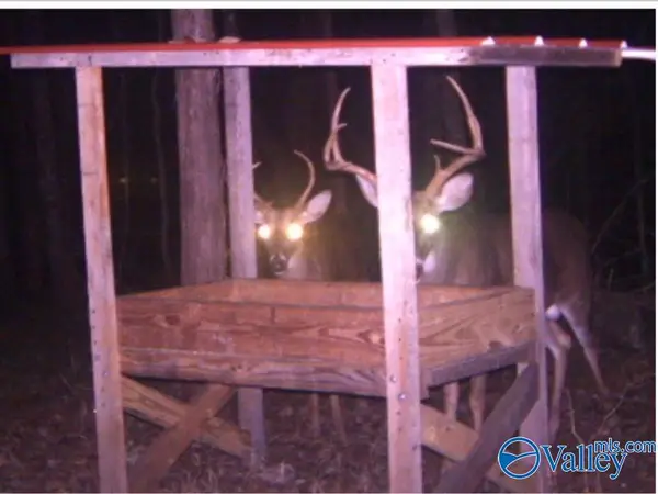 80 ACRES Upper Hurricane Road, New Market, AL 35761