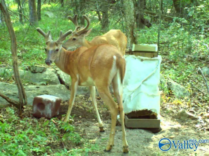 80 ACRES Upper Hurricane Road, New Market, AL 35761 - Image #2