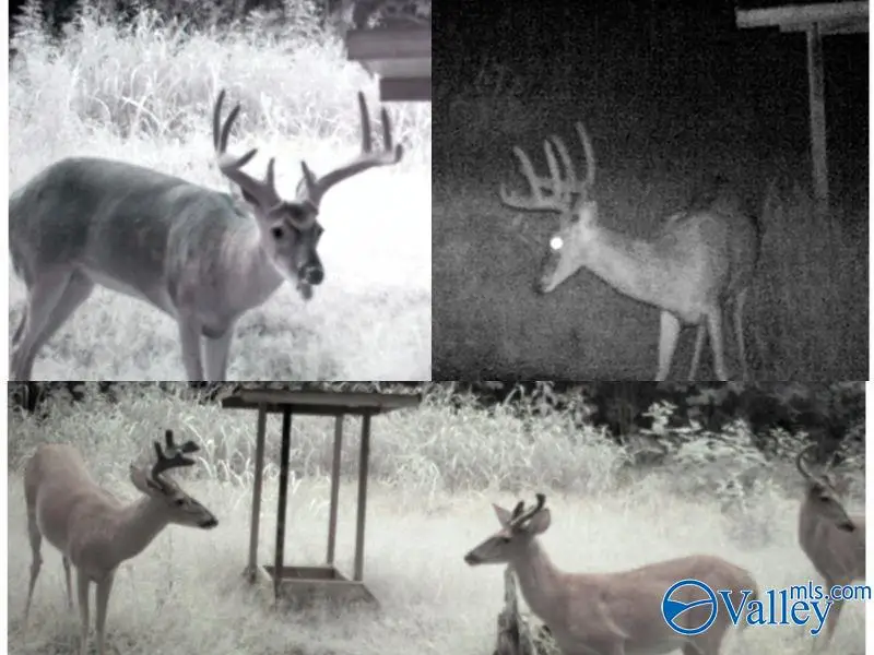 80 ACRES Upper Hurricane Road, New Market, AL 35761 - Image #3