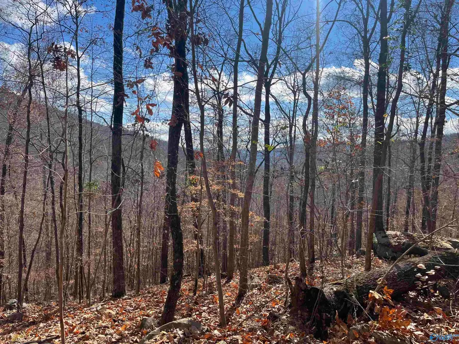 10356 County Road 17, Woodville, AL 35776 - Image #3