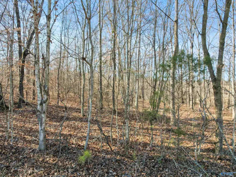 2 Acres Ole Man Ed Road, Lester, AL 35647 - Image #2